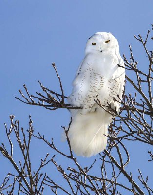 Snowy on tree with blue sky.jpg