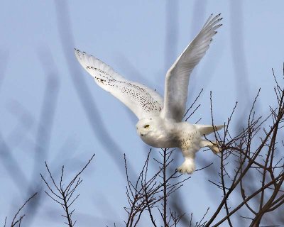 Snowy  Owl taking off.jpg
