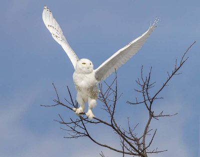 Snowy Owl leaping up.jpg