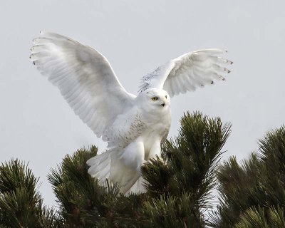 Snowy flaps on pine tree.jpg