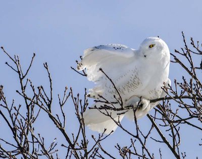 Snowy on branch leaning.jpg