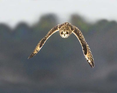 Short-eared flying straight ahead.jpg