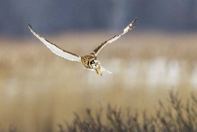 Short-eared hovering over marsh.jpg