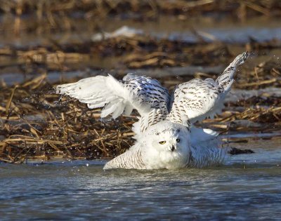 Snowy Owl bathing 4.jpg