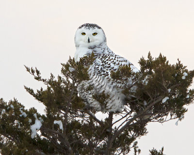Snowy on pine at Plum.jpg
