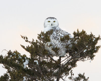 Snowy on pine at Plum 2.jpg
