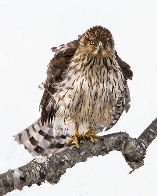 Juvenile Coopers Hawk fluffs and stares.jpg
