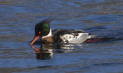 Red-breasted Merganser.jpg