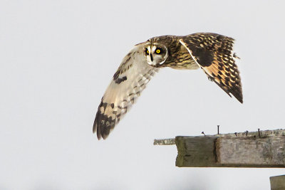 Short-eared flies off platform.jpg