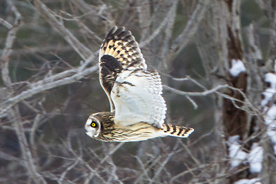 Short-eared flying 3.jpg