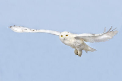 Snowy soaring towards me.jpg