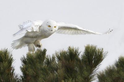 Snowy hovers over pine.jpg
