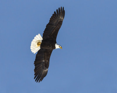 Bald Eagle flying.jpg