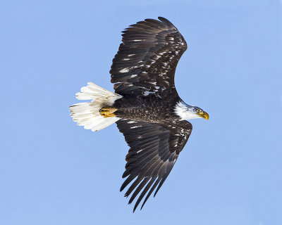 Bald Eagle 2  flying.jpg
