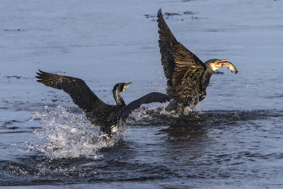 Great Cormorants fight for fish.jpg