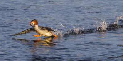 Common merganser runs with fish.jpg