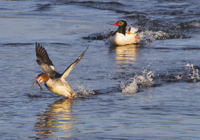Common merganser pair chase.jpg