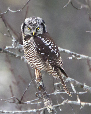 Northern Hawk Owl staring.jpg