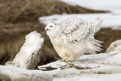 Snowy fluffed on ice.jpg