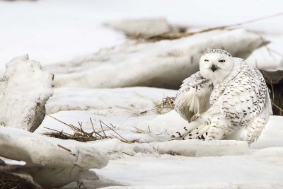 Snowy preening on ice.jpg
