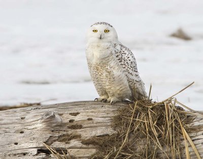 Snowy on log.jpg
