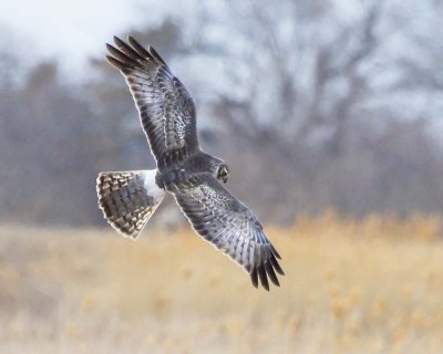 Northern Harrier.jpg