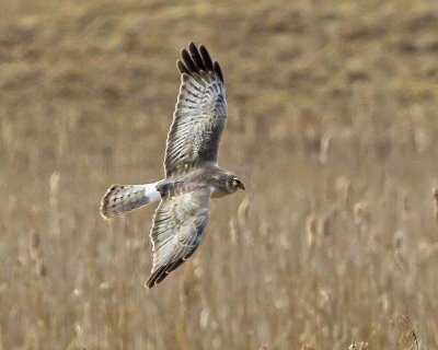 Northern Harrier 3.jpg
