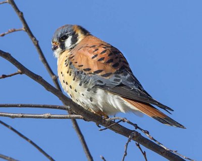 Kestral on  tree.jpg