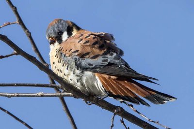 Kestral 3.jpg