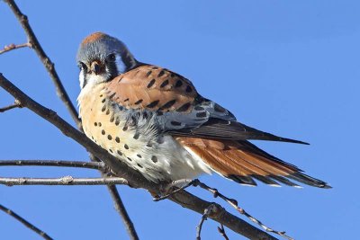 Kestral watching me.jpg