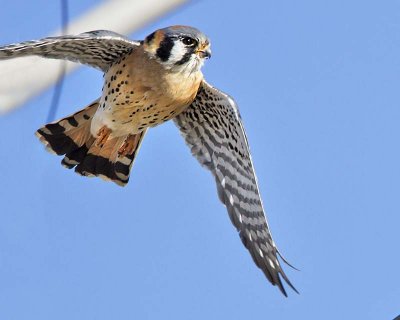 Kestral takes off.jpg