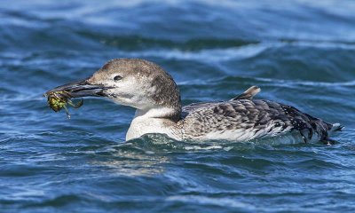 Loon with crab Rye NH.jpg