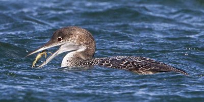 Loon with crab 2.jpg