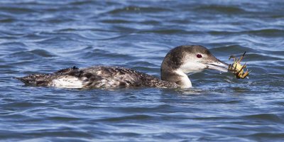 Loon w crab 3.jpg