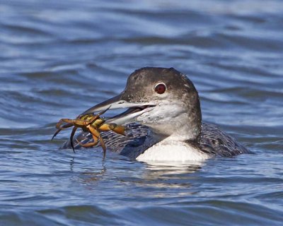 Loon w crab 4.jpg