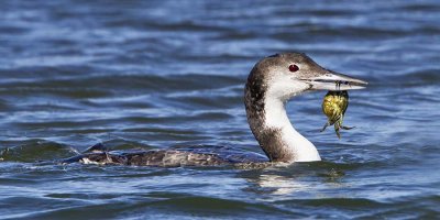 Loon w crab 5.jpg