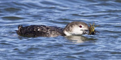 Loon w crab 6.jpg