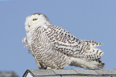 Snowy on Rye roof.jpg