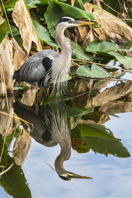 Great Blue Heron and reflection.jpg