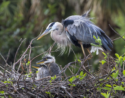 Great Blue Heron on nest with young.jpg