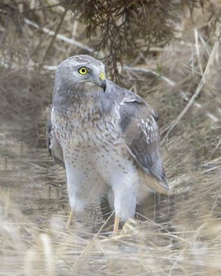 Harrier male poses.jpg