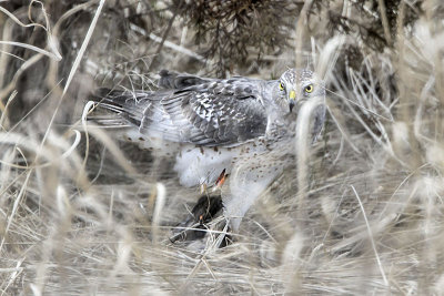 Male Harrier with prey.jpg