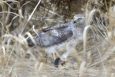 Male Harrier with prey 2.jpg
