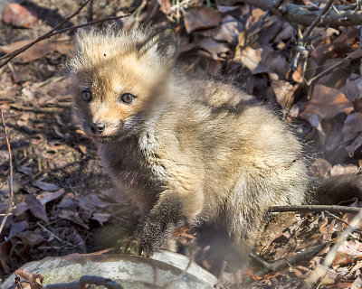 Fox kit by den.jpg
