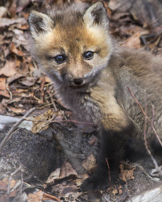 Fox Kit in leaves.jpg