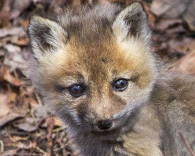Fox Kit portrait.jpg