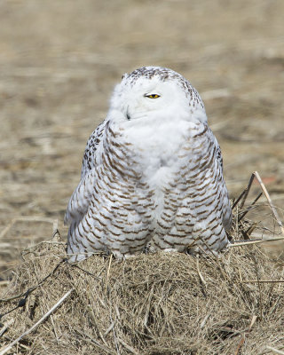 Rye snowy on mound.jpg