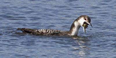 Loon swallowing crab.jpg