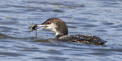 Loon with crab.jpg