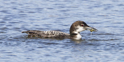 Loon with green crab 2.jpg